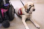 Tails for You Read about how Gregg gives Brea the chance to explore her independence - Can Do Canines