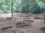 Auroville Greenwork in the larger context of Bioregional Conservation