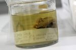 Museum discovers 150-year-old platypus and echidna specimens that proved some mammals lay eggs