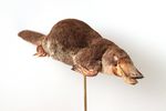 Museum discovers 150-year-old platypus and echidna specimens that proved some mammals lay eggs