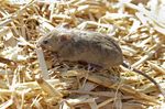 Plague of ravenous, destructive mice tormenting Australians