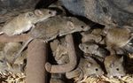 Plague of ravenous, destructive mice tormenting Australians