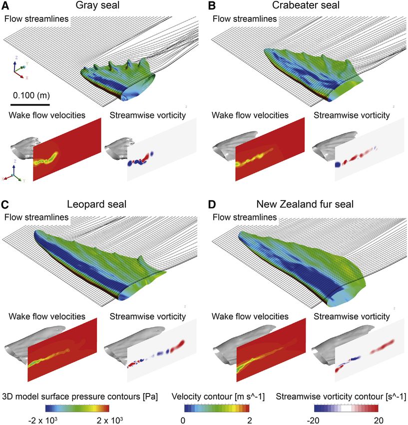 Convergent evolution of forelimb-propelled swimming in seals