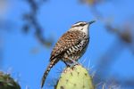 Gulf Coast Bird Observatory's Birding Oaxaca Trip November 25 - December 4, 2022