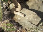 The Ecology and Conservation of the Aruba Island Rattlesnake, Crotalus unicolor.