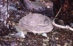 The Ecology and Conservation of the Aruba Island Rattlesnake, Crotalus unicolor.