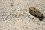 The Ecology and Conservation of the Aruba Island Rattlesnake, Crotalus unicolor.