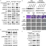 Original Article Collagen type VI regulates the CDK4/6-p-Rb signaling pathway and promotes ovarian cancer invasiveness, stemness, and metastasis