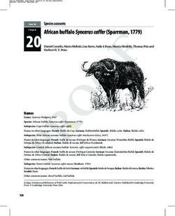 African buffalo Syncerus caffer (Sparrman, 1779)