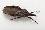 What You Should Know About Kissing Bugs - University of ...