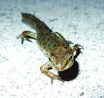 STRATEGIC PLAN 2018-2022 - Keeping nature safe from dangerous new invaders - Invasive Species Council