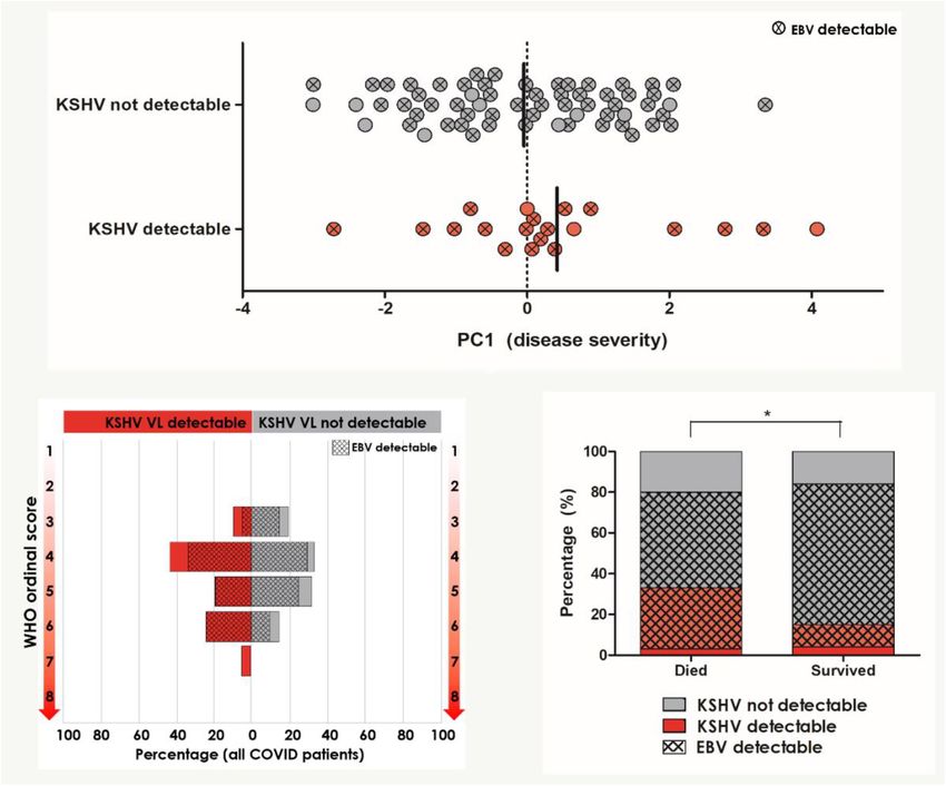 Kaposi's Sarcoma-Associated Herpesvirus, But Not Epstein-Barr Virus, Co ...