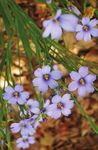 American Elderberry - PA Native Plant Society