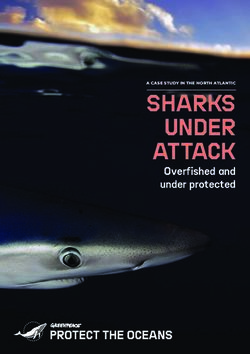 SHARKS UNDER ATTACK Overfished and under protected - A CASE STUDY IN THE NORTH ATLANTIC - Greenpeace