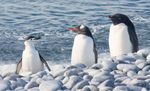 ANTARCTIC PENINSULA Land of Penguins and Icebergs - Explor Cruises