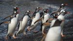 ANTARCTIC PENINSULA Land of Penguins and Icebergs - Explor Cruises