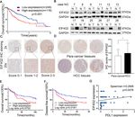 MIR-144-3P-MEDIATED DYSREGULATION OF EIF4G2 CONTRIBUTES TO THE DEVELOPMENT OF HEPATOCELLULAR CARCINOMA THROUGH THE ERK PATHWAY