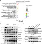 MIR-144-3P-MEDIATED DYSREGULATION OF EIF4G2 CONTRIBUTES TO THE DEVELOPMENT OF HEPATOCELLULAR CARCINOMA THROUGH THE ERK PATHWAY