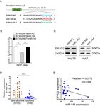 MIR-144-3P-MEDIATED DYSREGULATION OF EIF4G2 CONTRIBUTES TO THE DEVELOPMENT OF HEPATOCELLULAR CARCINOMA THROUGH THE ERK PATHWAY