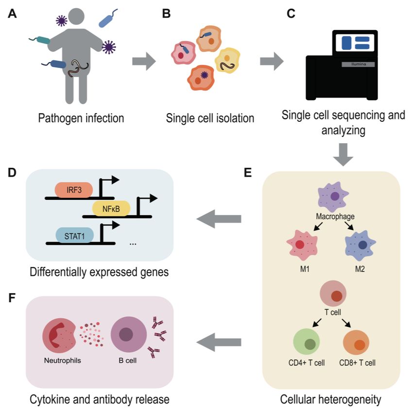 Understanding The Pathogenesis Of Infectious Diseases By Single-cell ...