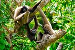 Veterinary Study Tour to Borneo and the Malay Peninsula 24 May - 5 June 2022