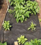 Recognizing and Preventing Viral Diseases in the Greenhouse