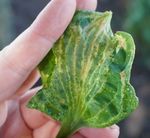 Recognizing and Preventing Viral Diseases in the Greenhouse