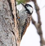 Texas and Louisiana Migration Madness on the Gulf - Tour Leader: Eric Ripma - Sabrewing Nature Tours