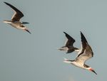 Texas and Louisiana Migration Madness on the Gulf - Tour Leader: Eric Ripma - Sabrewing Nature Tours