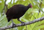 Papua New Guinea New Britain Extension III - 26th August to 30th August 2022 (5 days) - Rockjumper Birding