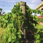 Mildura, I'll be back' - Australian Alternative Varieties Wine ...