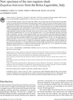 New specimen of the rare requiem shark Eogaleus bolcensis from the Bolca Lagerstätte, Italy - Acta Palaeontologica Polonica