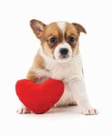 Puppy Health Care Your Guide To - 44 Rankeilor Street, South Dunedin, Dunedin 9012 (03) 456 2345 www.humanimals.co.nz