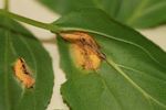 Tree Pest Alert - SDSU Extension