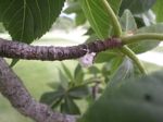 Tree Pest Alert - SDSU Extension