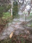 Open Day - 18 October 1-4.30pm - Urrbrae Wetland Learning Centre