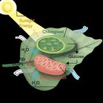 CLIMATE CHANGE Copying Nature To Fight - American Chemical Society