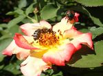 Japanese Beetle - Colorado Master Gardener