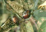 Japanese Beetle - Colorado Master Gardener