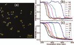 Multifocus confocal Raman microspectroscopy for rapid single-particle analysis