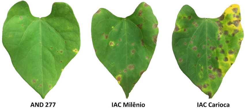 Precise assessment of angular leaf spot severity using the Leaf Doctor ...