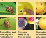 Bait spraying is the most reliable and integrated pest management friendly way to reduce Queensland fruit fl y numbers in a citrus orchard ...