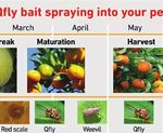 Bait spraying is the most reliable and integrated pest management friendly way to reduce Queensland fruit fl y numbers in a citrus orchard ...