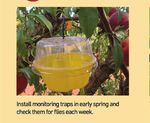 Bait spraying is the most reliable and integrated pest management friendly way to reduce Queensland fruit fl y numbers in a citrus orchard ...