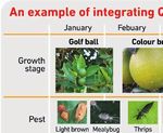 Bait spraying is the most reliable and integrated pest management friendly way to reduce Queensland fruit fl y numbers in a citrus orchard ...