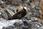 THE BLACK NODDY ANOUS MINUTUS: A NEW BREEDING SPECIES FOR CHILE - Marine Ornithology