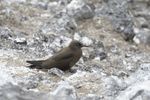 THE BLACK NODDY ANOUS MINUTUS: A NEW BREEDING SPECIES FOR CHILE - Marine Ornithology