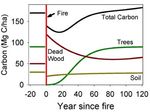 Sink or Source? Fire and the Forest Carbon Cycle