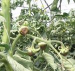 Effect of a diffuse polyethylene covering film on greenhouse and crop light environment and on tomato crop pro-duction