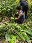 HAWAII PRESERVING PARADISE A 15-Day Environmental Conservation Program - ARCC Programs